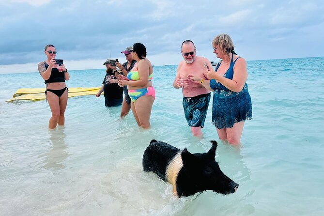 half-day-pigs-turtles-snorkel-lunch