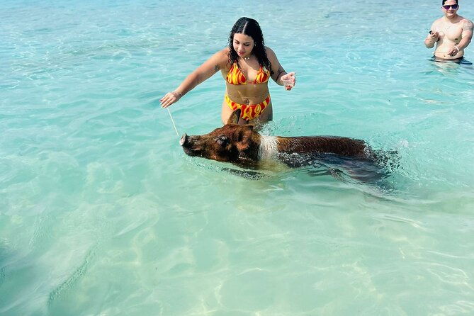 half-day-pigs-turtles-snorkel-lunch