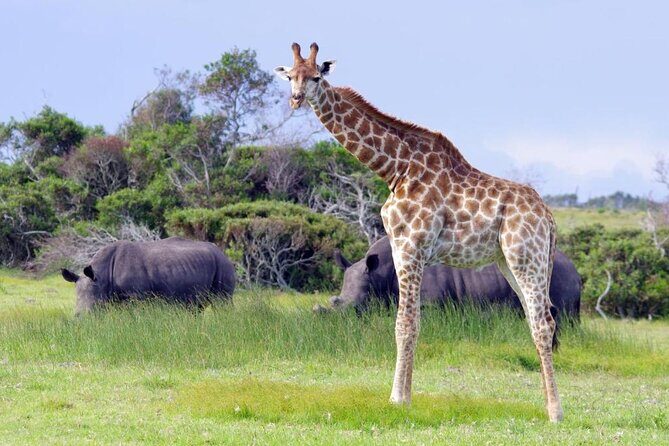 Half-Day Port Elizabeth & Kragga Kamma Reserve - Key Points