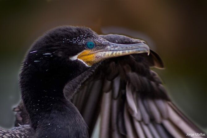 half-day-private-birdwatching-tour-in-lima