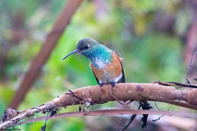 half-day-private-birdwatching-tour-in-lima
