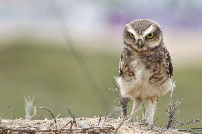 half-day-private-birdwatching-tour-in-lima