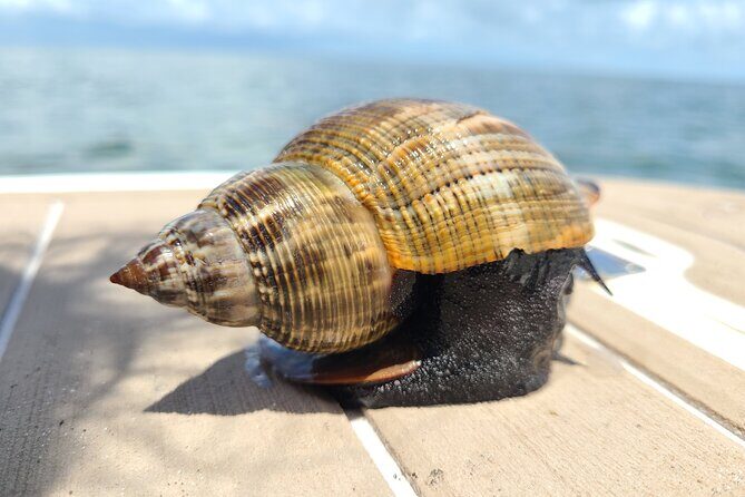 Half-Day Private Boating On Avalon Funship - Clearwater Beach - Final Thoughts: Is This Tour Right for You?