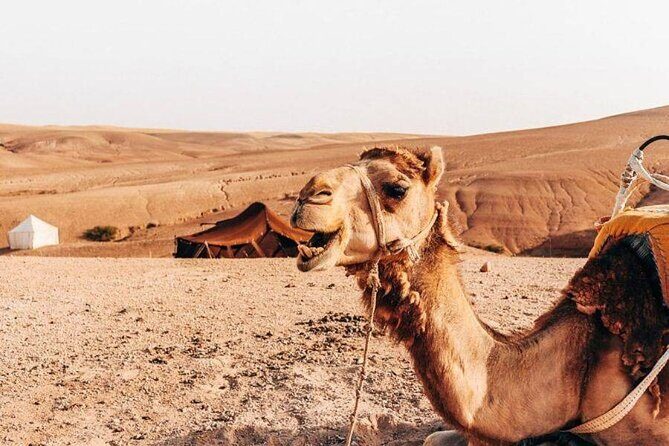 Half-Day Private Camel Riding in Agafay Desert with Pick Up - Discover the Agafay Desert by Camel: An Authentic Moroccan Adventure