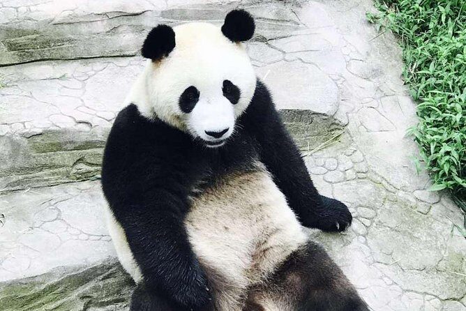 Half Day Private Chengdu Panda Center Layover Tour - Why Choose This Tour?