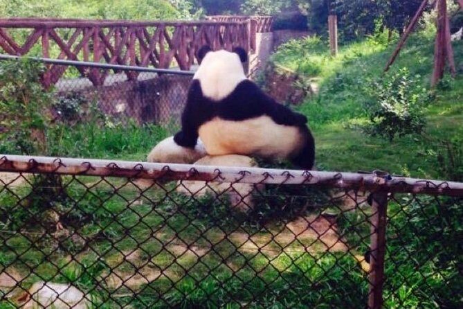 Half Day Private Chengdu Panda Center Layover Tour - Authentic Experiences and Insights from Reviewers