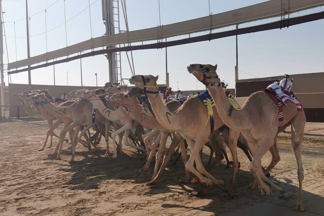 Half-Day Private Guided Camel Race Tour in Qatar - An Insightful Look at the Camel Race Experience