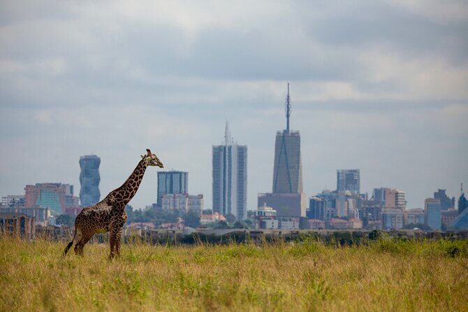 Half-Day Private Guided Safari Tour to Nairobi National Park - What to Expect from the Tour