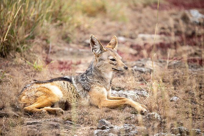 Half-Day Private Guided Safari Tour to Nairobi National Park - FAQs