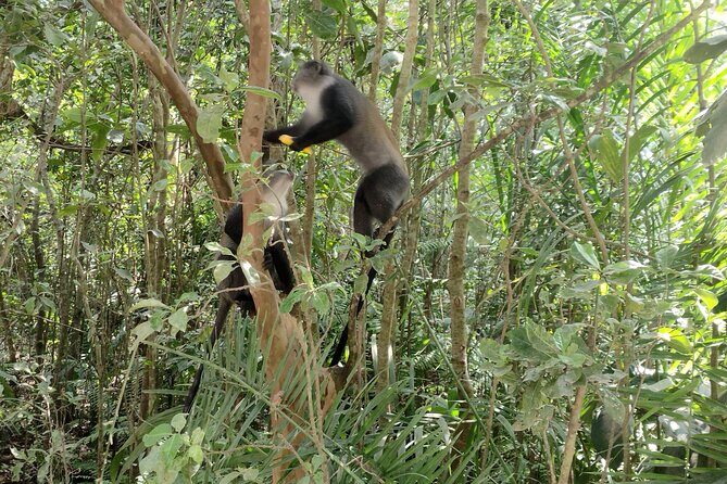 Half-Day Private Jozani Chwaka Bay Forest Tour in Zanzibar - The Sum Up