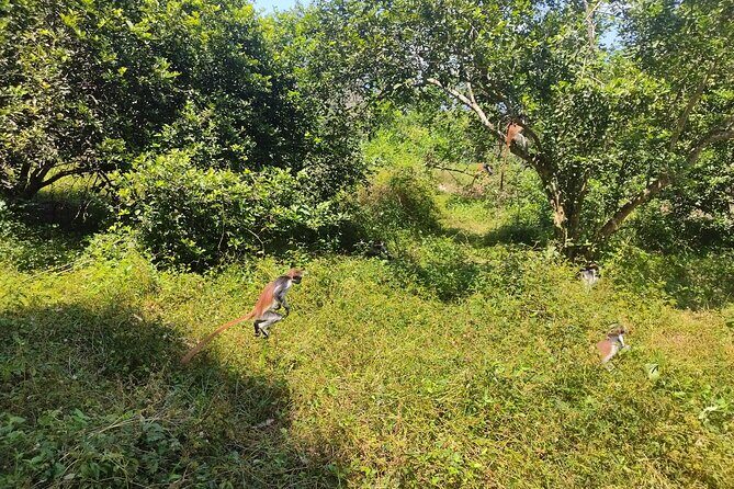 Half-Day Private Jozani Chwaka Bay Forest Tour in Zanzibar - FAQs