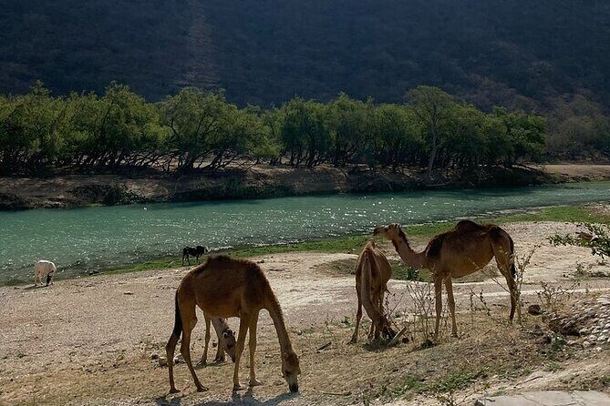 Half-Day Private Salalah East Tour - Why This Tour Offers Great Value