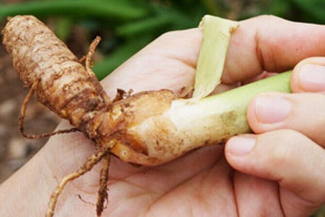 Half-day Private Spice Farm In Zanzibar With City Tour - The Sum Up