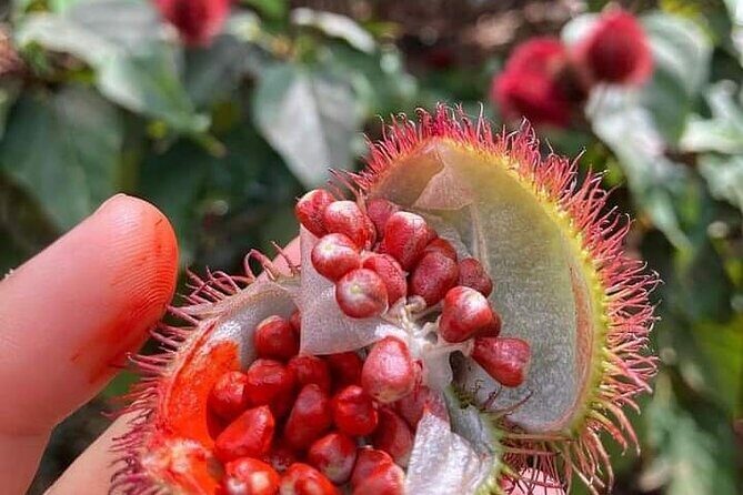 Half-Day Private Spice Tour in Kizimbani Farms, Zanzibar - Key Points