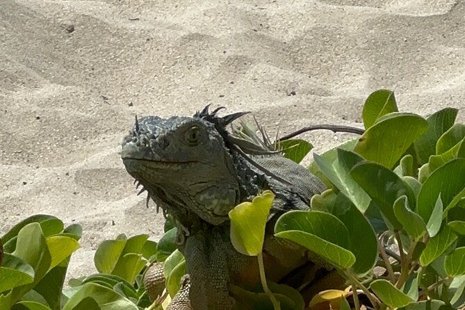 half-day-private-sun-and-snorkel-exploring-the-turks-and-caicos