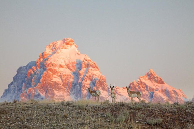 half-day-private-sunrise-wildlife-safari