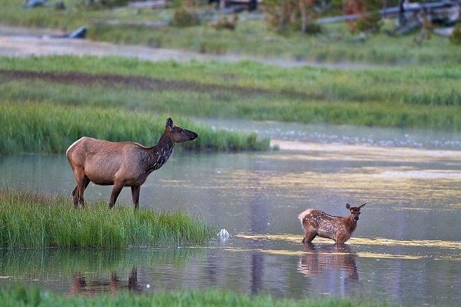 half-day-private-sunrise-wildlife-safari