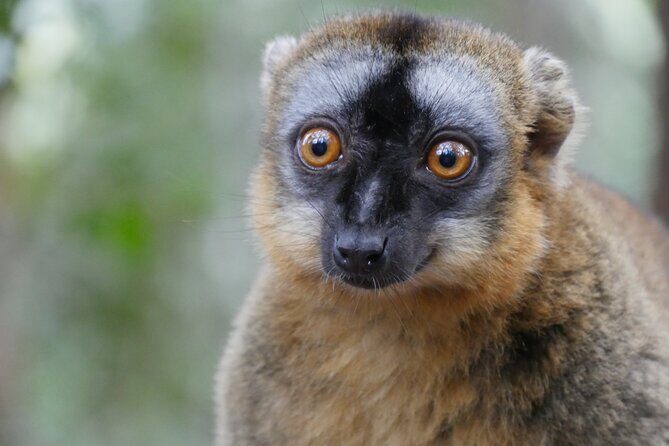 Half-Day Private Tour in Lemur's Park - Key Points