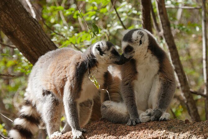 Half-Day Private Tour in Lemur's Park - The Experience: What to Expect from Each Part of the Tour