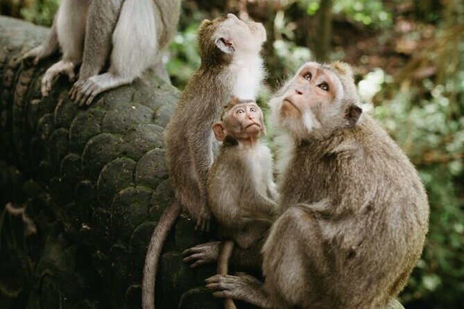 Half Day Private Tour in Ubud - Why This Tour Works