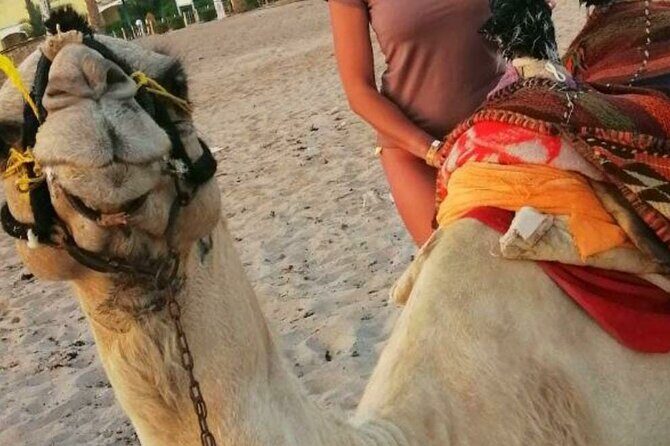 Half Day Quad Bike Adventure and Camel Ride in Beduion Camp - Arriving at the Bedouin Camp