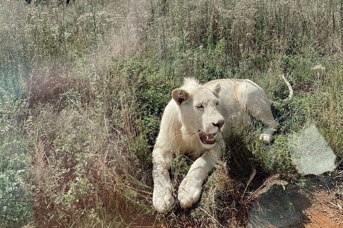 Half Day Rhino and Lion Park Closed Vehicle Game Drive - Practical Details & Value