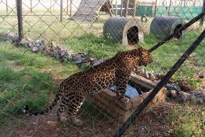 Half Day Rhino and Lion Park Closed Vehicle Game Drive - The Sum Up