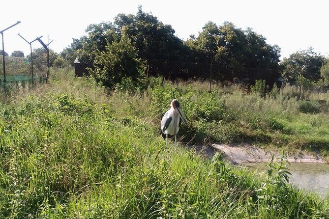 Half Day Rhino and Lion Park Closed Vehicle Game Drive - FAQs