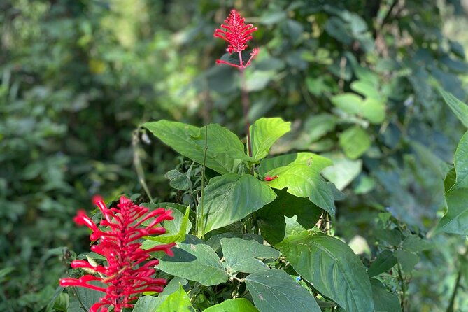 half-day-river-adventure-in-el-yunque-with-a-local
