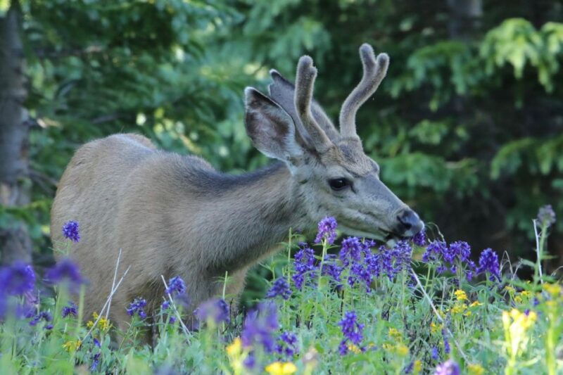 half-day-rmnp-lakes-and-meadows-tour-rmnphotographer