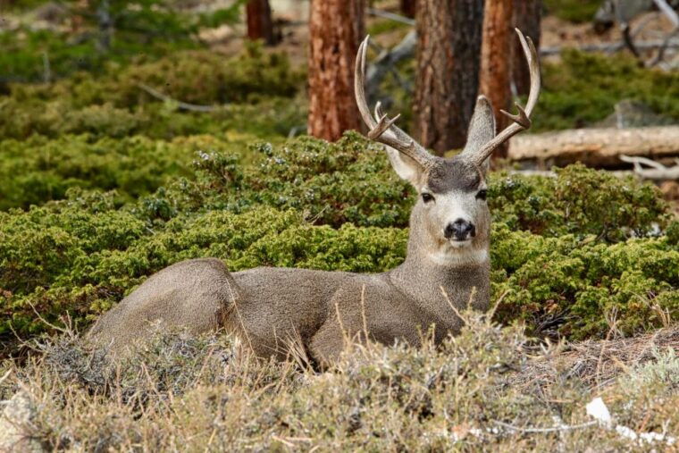 half-day-rmnp-mountains-to-sky-tour-rmnphotographer