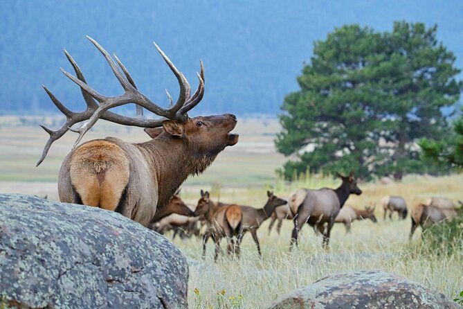 half-day-rocky-mountain-national-park-mountains-to-sky-tour-rmnphotographer