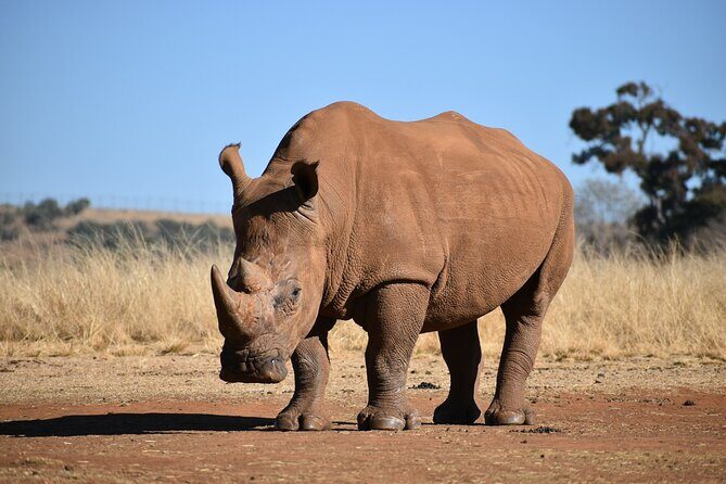 Half Day Safari at Nairobi National Park - Who Will Enjoy This Tour?