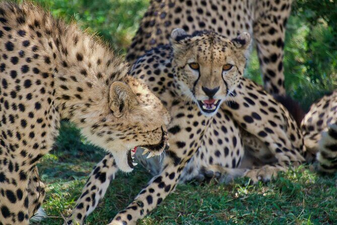 Half Day Safari at Nairobi National Park - The Sum Up