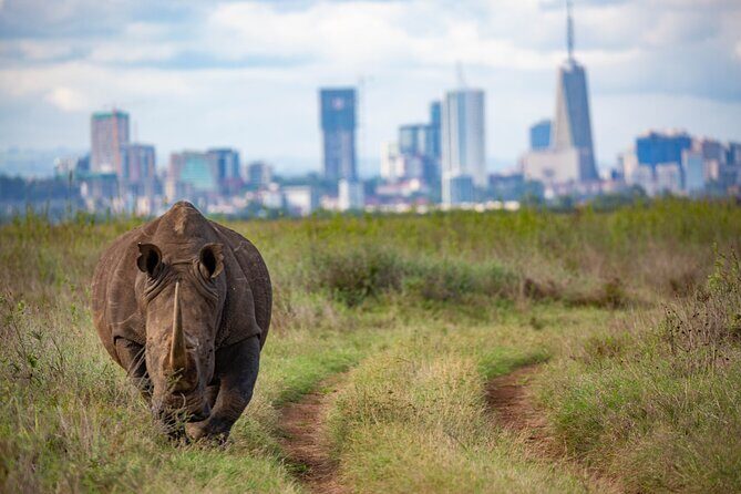 Half Day Safari at Nairobi National Park - FAQs About the Half Day Safari at Nairobi National Park