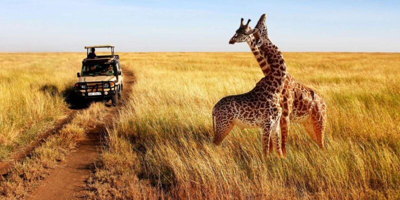 Half Day Safari from Durban - Key Points  