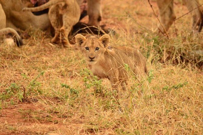 Half day safari from johannesburg - Key Points