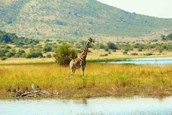 Half day safari from johannesburg - The Value of This Safari