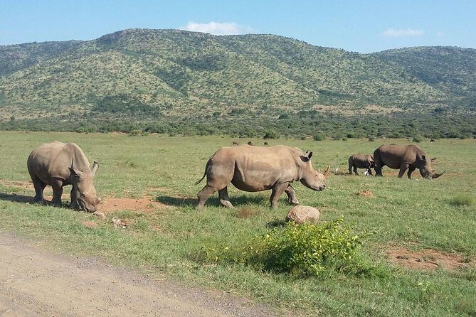 Half day safari from johannesburg - Authentic Encounters and Practical Tips