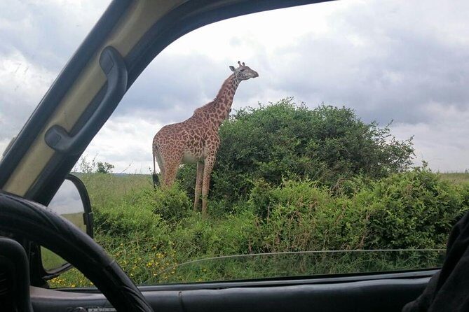 Half Day :safari Game Drive At Nairobi Park/elephant Sanctuary/giraffe Centre - Elephant Orphanage: A Heartwarming Visit