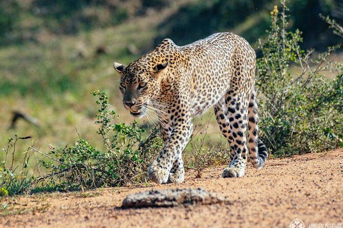 Half Day Safari in Yala National Park from Hambantota Harbor - Key Points