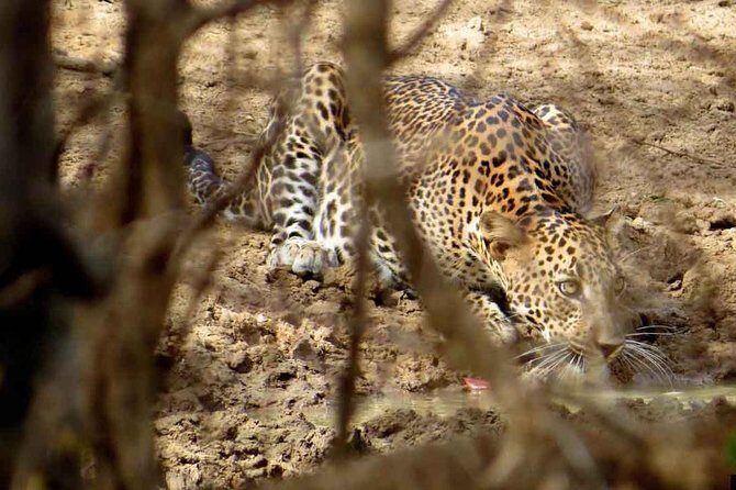 Half Day Safari in Yala National Park from Hambantota Harbor - Detailed Review of the Tour Experience
