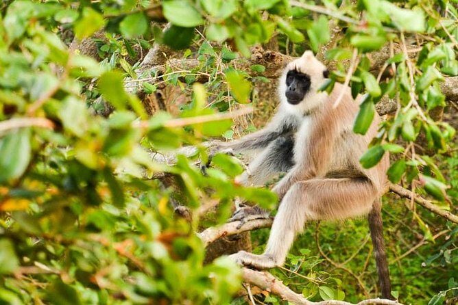 Half Day Safari in Yala National Park from Hambantota Harbor - The Sum Up