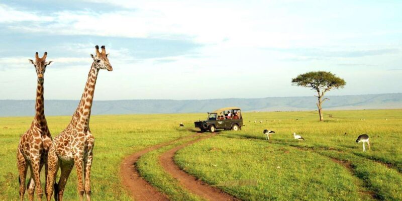 Half Day Safari Tala Game Reserve & Lion Park from Durban - The Review of Authenticity and Value
