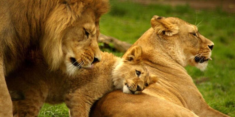 Half Day Safari Tala Game Reserve & Lion Park from Durban - The Sum Up