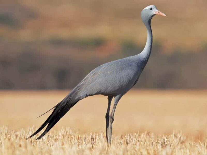 Half Day Safari Tala Game Reserve & Lion Park from Durban - FAQ