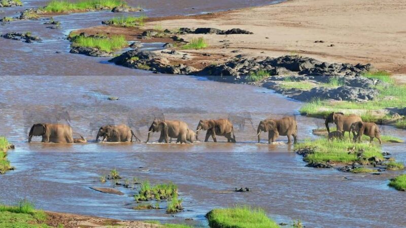 Half Day Safari Tala Game Reserve & Phezulu - Key Points  