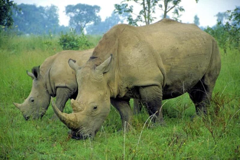 Half Day Safari Tala Game Reserve & Phezulu - A Practical Look at the Safari Experience  