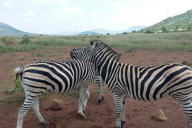 Half Day Safari Tour from Johannesburg - A Closer Look at the Safari Experience
