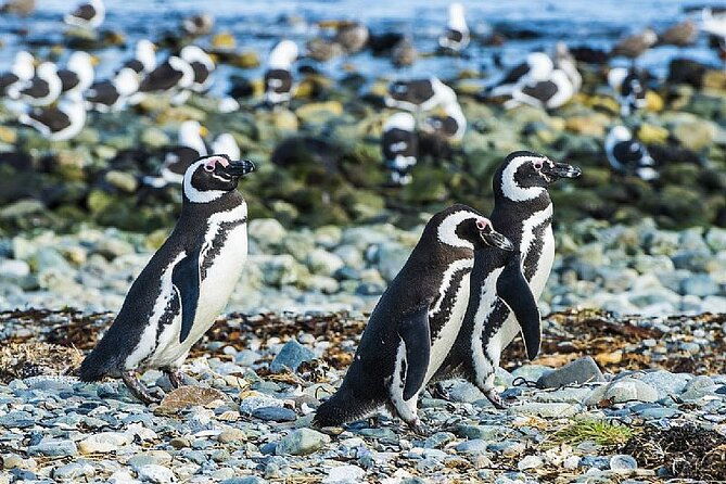 half-day-sailing-magdlena-island-penguin-colony-p-arenas-october-to-march-only